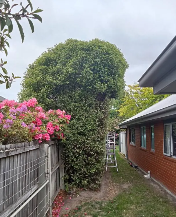 Tree work